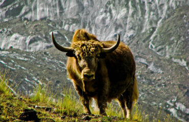 yazgil base camp trek