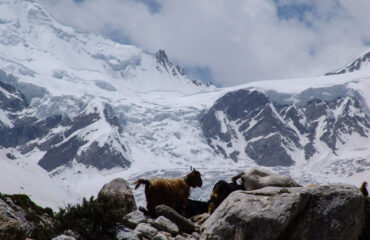 around nanga parbat trek