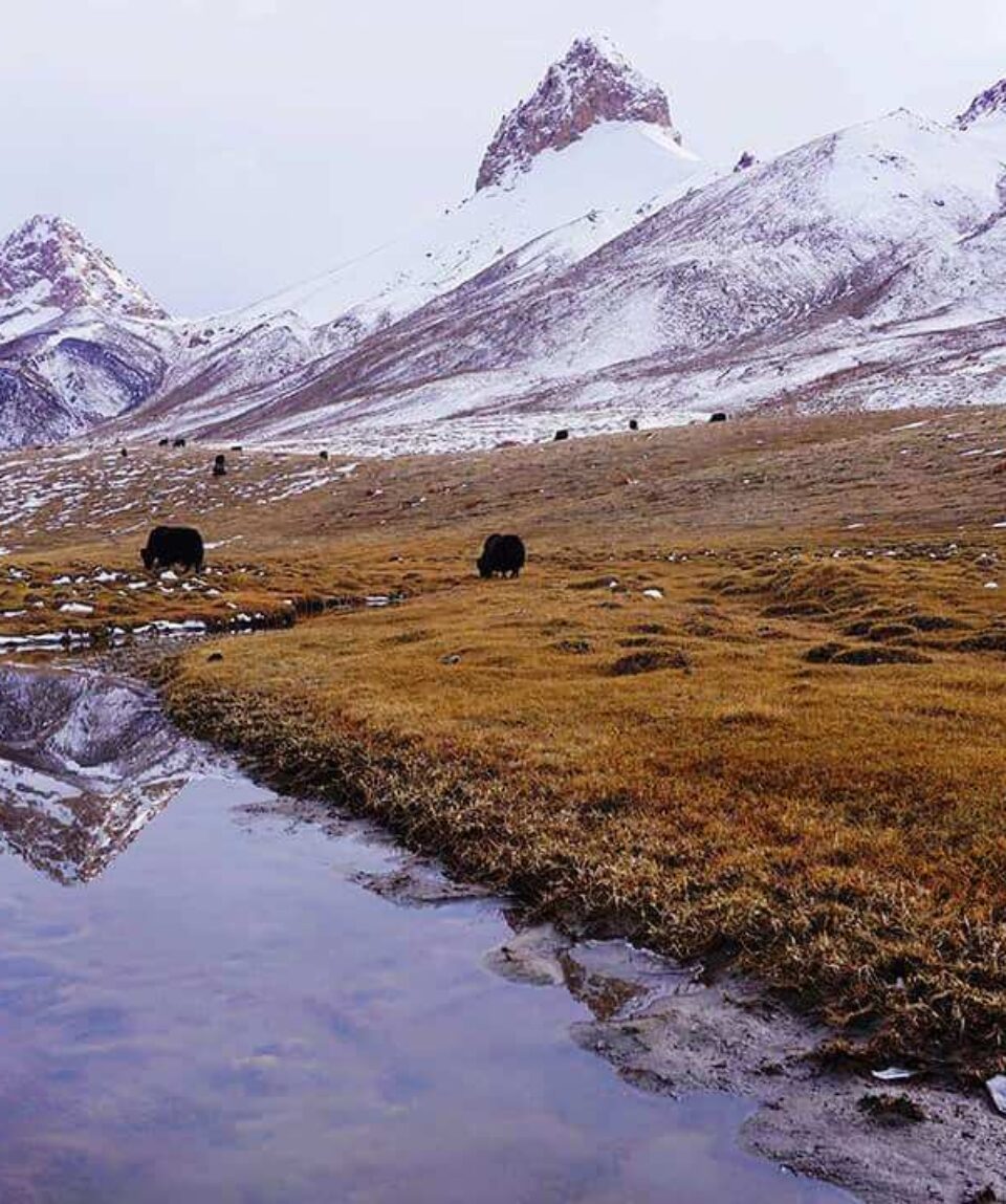 shimshal pass chafchingol pass trek