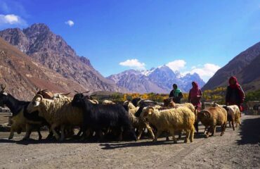 shimshal pass chafchingol pass trek